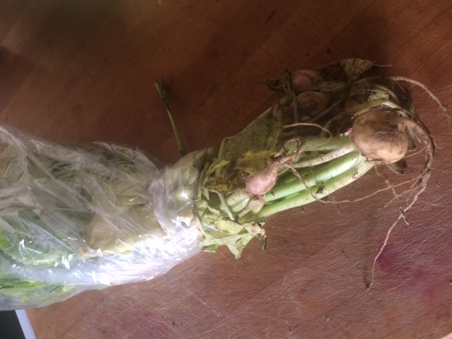 Preparing turnip greens | midorigreen.co.uk
